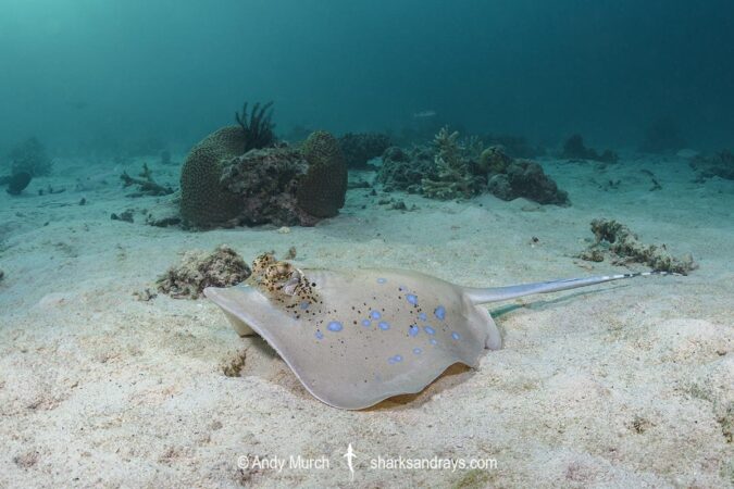 Bobward's Bluespotted Maskray - Neotrygon bobwardi