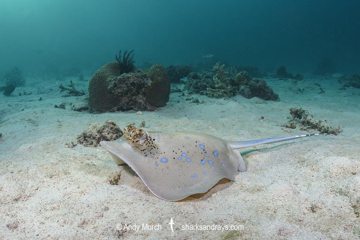 Bobward's Bluespotted Maskray, Neotrygon bobwardi, aka Sumatran Bluespotted Maskray. Pulau Weh, Sabang Island, Sumatra, Indonesia, Indian Ocean.