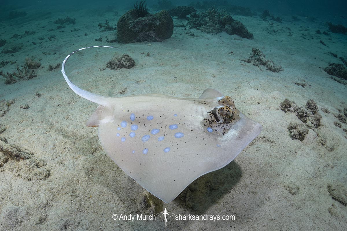 Bobward's Bluespotted Maskray, Neotrygon bobwardi, aka Sumatran Bluespotted Maskray. Pulau Weh, Sabang Island, Sumatra, Indonesia, Indian Ocean.