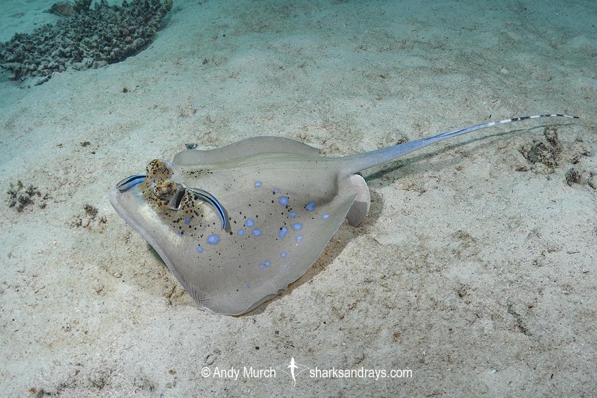 Bobward's Bluespotted Maskray, Neotrygon bobwardi, aka Sumatran Bluespotted Maskray. Being cleaned by Bluestreak Cleaner Wrasse (Labroides dimidiatus). Pulau Weh, Sabang Island, Sumatra, Indonesia, Indian Ocean.