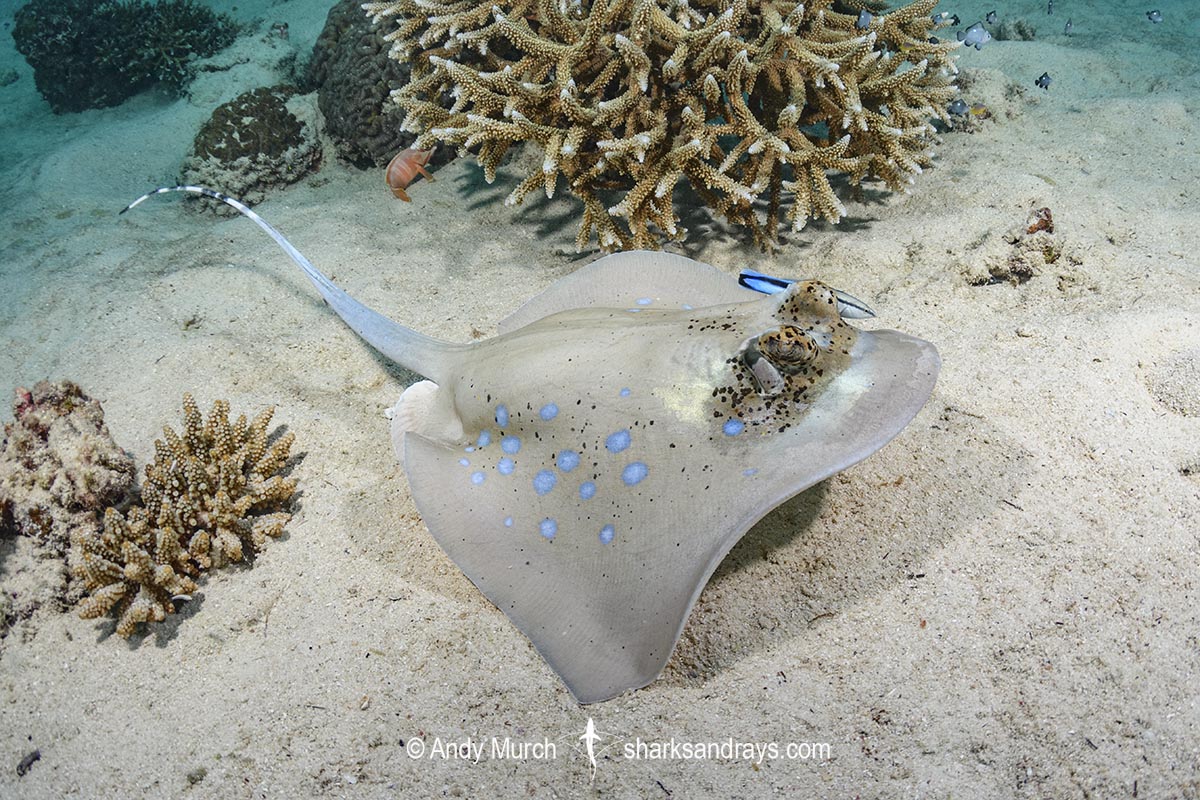 Bobward's Bluespotted Maskray, Neotrygon bobwardi, aka Sumatran Bluespotted Maskray. Being cleaned by Bluestreak Cleaner Wrasse (Labroides dimidiatus). Pulau Weh, Sabang Island, Sumatra, Indonesia, Indian Ocean.