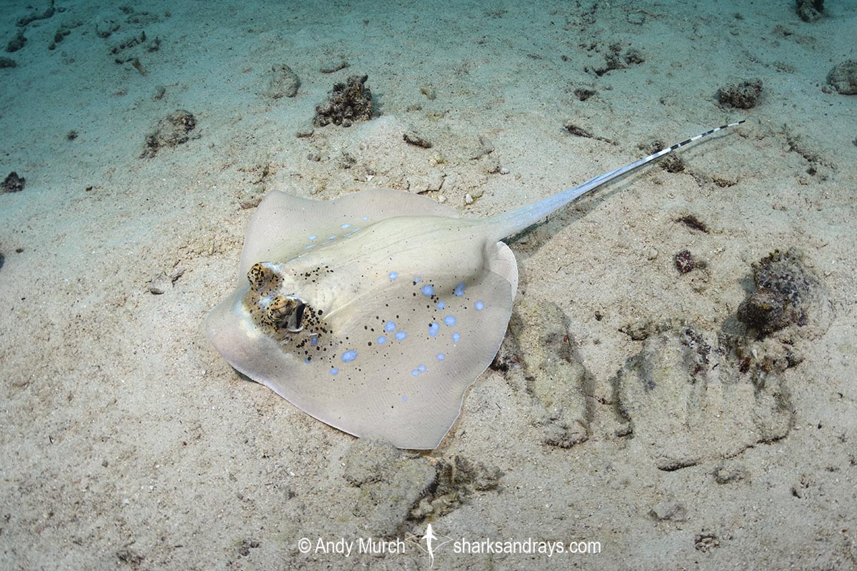 Bobward's Bluespotted Maskray, Neotrygon bobwardi, aka Sumatran Bluespotted Maskray. Pulau Weh, Sabang Island, Sumatra, Indonesia, Indian Ocean.