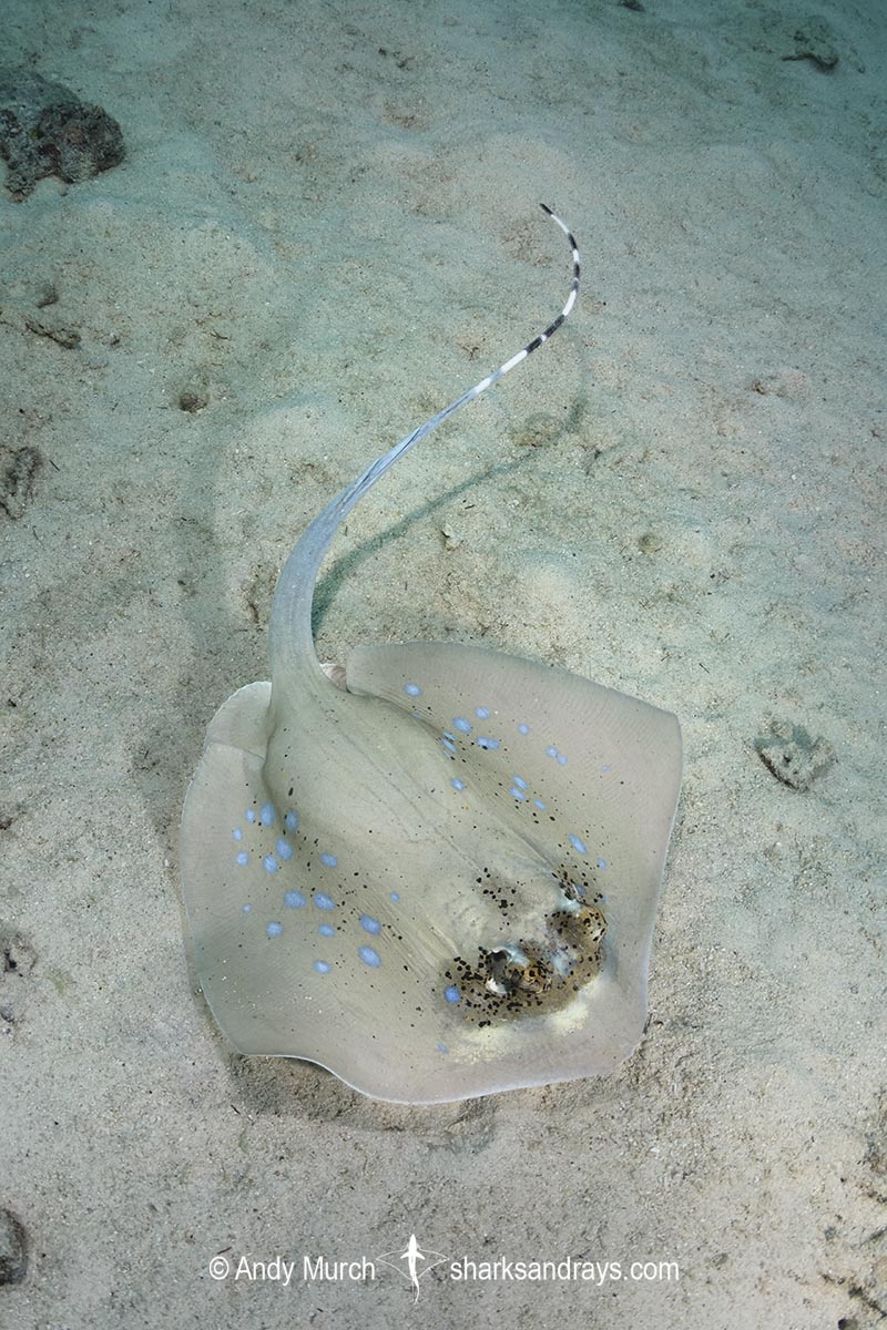 Bobward's Bluespotted Maskray, Neotrygon bobwardi, aka Sumatran Bluespotted Maskray. Pulau Weh, Sabang Island, Sumatra, Indonesia, Indian Ocean.
