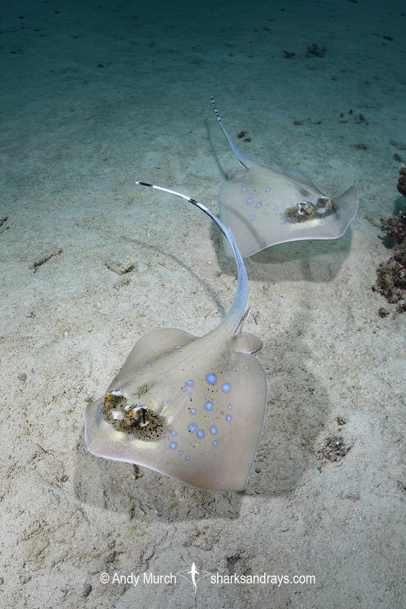 Bobward's Bluespotted Maskray, Neotrygon bobwardi, aka Sumatran Bluespotted Maskray. Pulau Weh, Sabang Island, Sumatra, Indonesia, Indian Ocean.