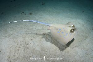 Bobward's Bluespotted Maskray, Neotrygon bobwardi, aka Sumatran Bluespotted Maskray. Pulau Weh, Sabang Island, Sumatra, Indonesia, Indian Ocean.