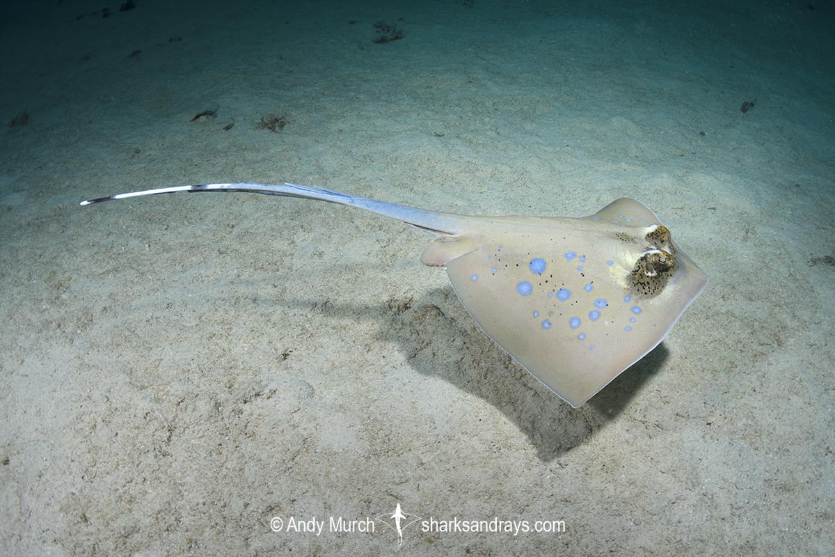 Bobward's Bluespotted Maskray, Neotrygon bobwardi, aka Sumatran Bluespotted Maskray. Pulau Weh, Sabang Island, Sumatra, Indonesia, Indian Ocean.