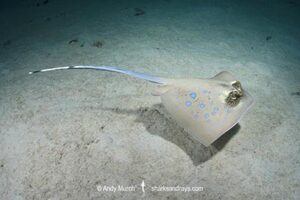 Bobward's Bluespotted Maskray, Neotrygon bobwardi, aka Sumatran Bluespotted Maskray. Pulau Weh, Sabang Island, Sumatra, Indonesia, Indian Ocean.