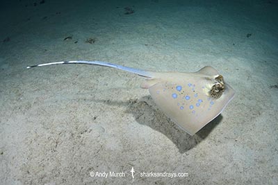 Bobward's Bluespotted Maskray, Neotrygon bobwardi, aka Sumatran Bluespotted Maskray. Pulau Weh, Sabang Island, Sumatra, Indonesia, Indian Ocean.