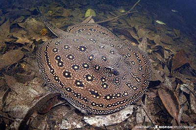 Amazon stingray snorkeling expedition in Brazil.
