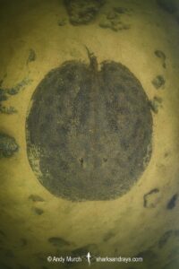 Xingu Discus Ray, Paratrygon raonii, aka Apple Ray. Split from Paratrygon aiereba in 2026. Confined to the Upper Xingu River in Brazil.