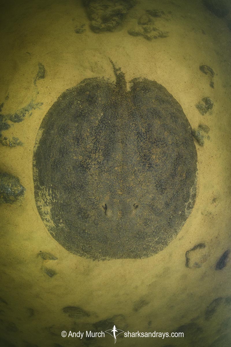 Xingu Discus Ray, Paratrygon raonii, aka Apple Ray. Split from Paratrygon aiereba in 2026. Confined to the Upper Xingu River in Brazil.
