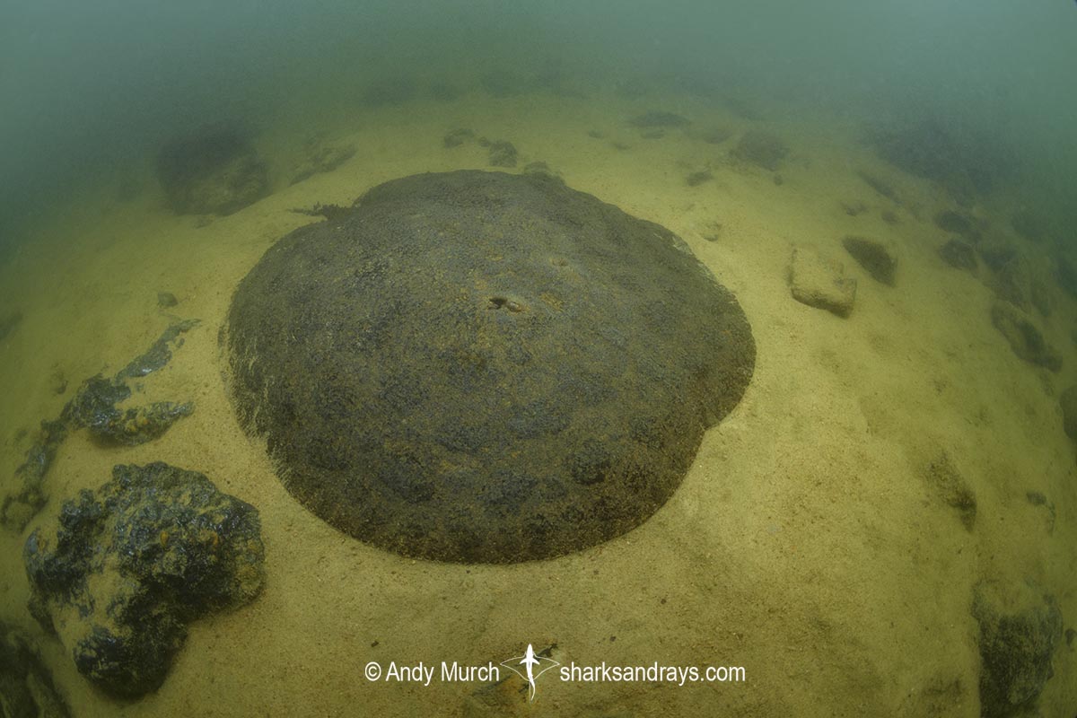 Xingu Discus Ray, Paratrygon raonii, aka Apple Ray. Split from Paratrygon aiereba in 2026. Confined to the Upper Xingu River in Brazil.