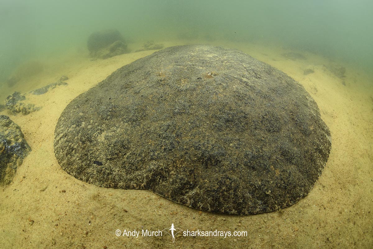Xingu Discus Ray, Paratrygon raonii, aka Apple Ray. Split from Paratrygon aiereba in 2026. Confined to the Upper Xingu River in Brazil.