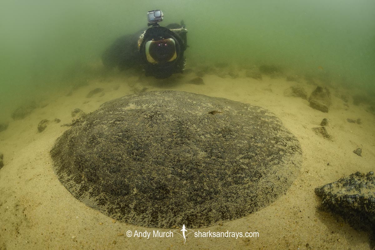 Xingu Discus Ray, Paratrygon raonii, aka Apple Ray. Split from Paratrygon aiereba in 2026. Confined to the Upper Xingu River in Brazil.