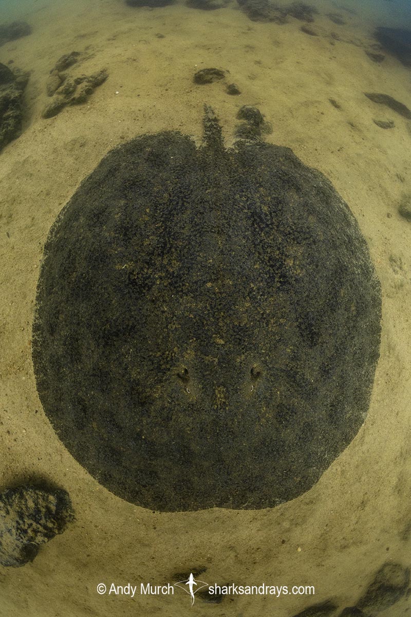 Xingu Discus Ray, Paratrygon raonii, aka Apple Ray. Split from Paratrygon aiereba in 2026. Confined to the Upper Xingu River in Brazil.