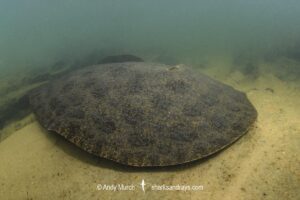 Xingu Discus Ray, Paratrygon raonii, aka Apple Ray. Split from Paratrygon aiereba in 2026. Confined to the Upper Xingu River in Brazil.