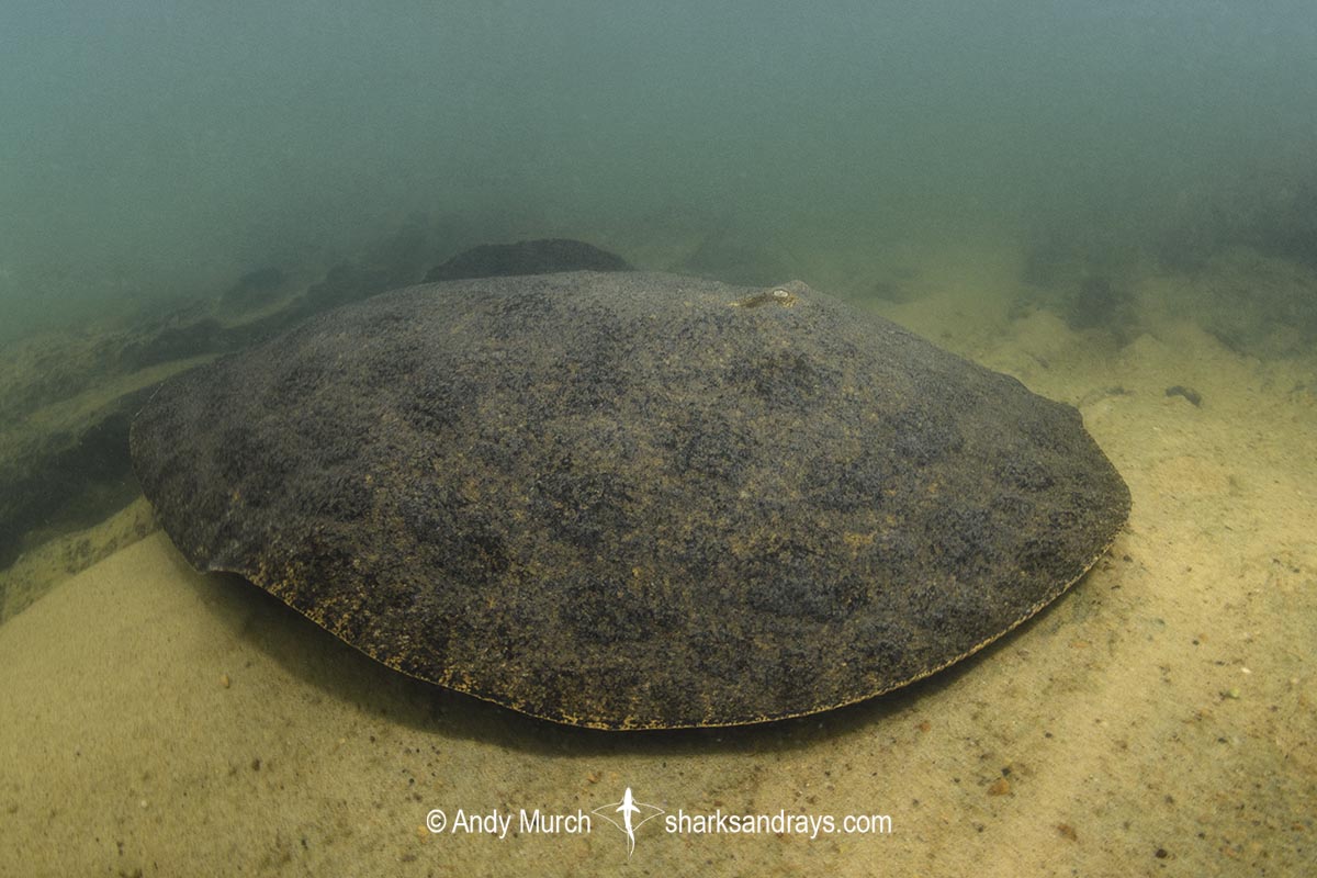 Xingu Discus Ray, Paratrygon raonii, aka Apple Ray. Split from Paratrygon aiereba in 2026. Confined to the Upper Xingu River in Brazil.
