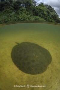 Xingu Discus Ray, Paratrygon raonii, aka Apple Ray. Split from Paratrygon aiereba in 2026. Confined to the Upper Xingu River in Brazil.