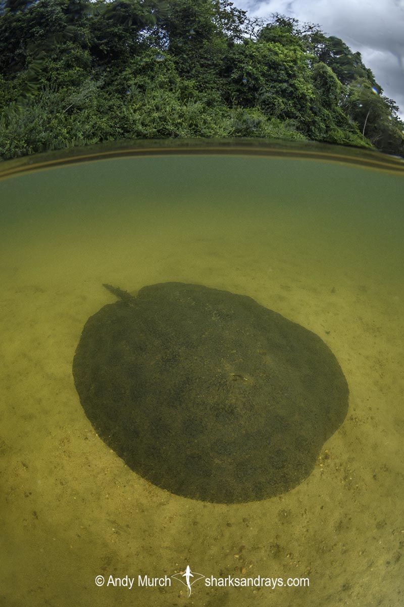 Xingu Discus Ray, Paratrygon raonii, aka Apple Ray. Split from Paratrygon aiereba in 2026. Confined to the Upper Xingu River in Brazil.