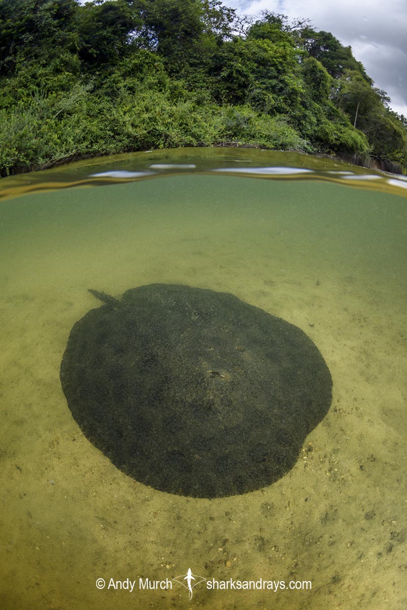 Xingu Discus Ray, Paratrygon raonii, aka Apple Ray. Split from Paratrygon aiereba in 2026. Confined to the Upper Xingu River in Brazil.