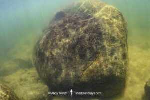 Xingu Discus Ray, Paratrygon raonii, aka Apple Ray. Split from Paratrygon aiereba in 2026. Displaying a unique cryptic behavior among stingrays of suctioning onto a vertical rock. Confined to the Upper Xingu River in Brazil.