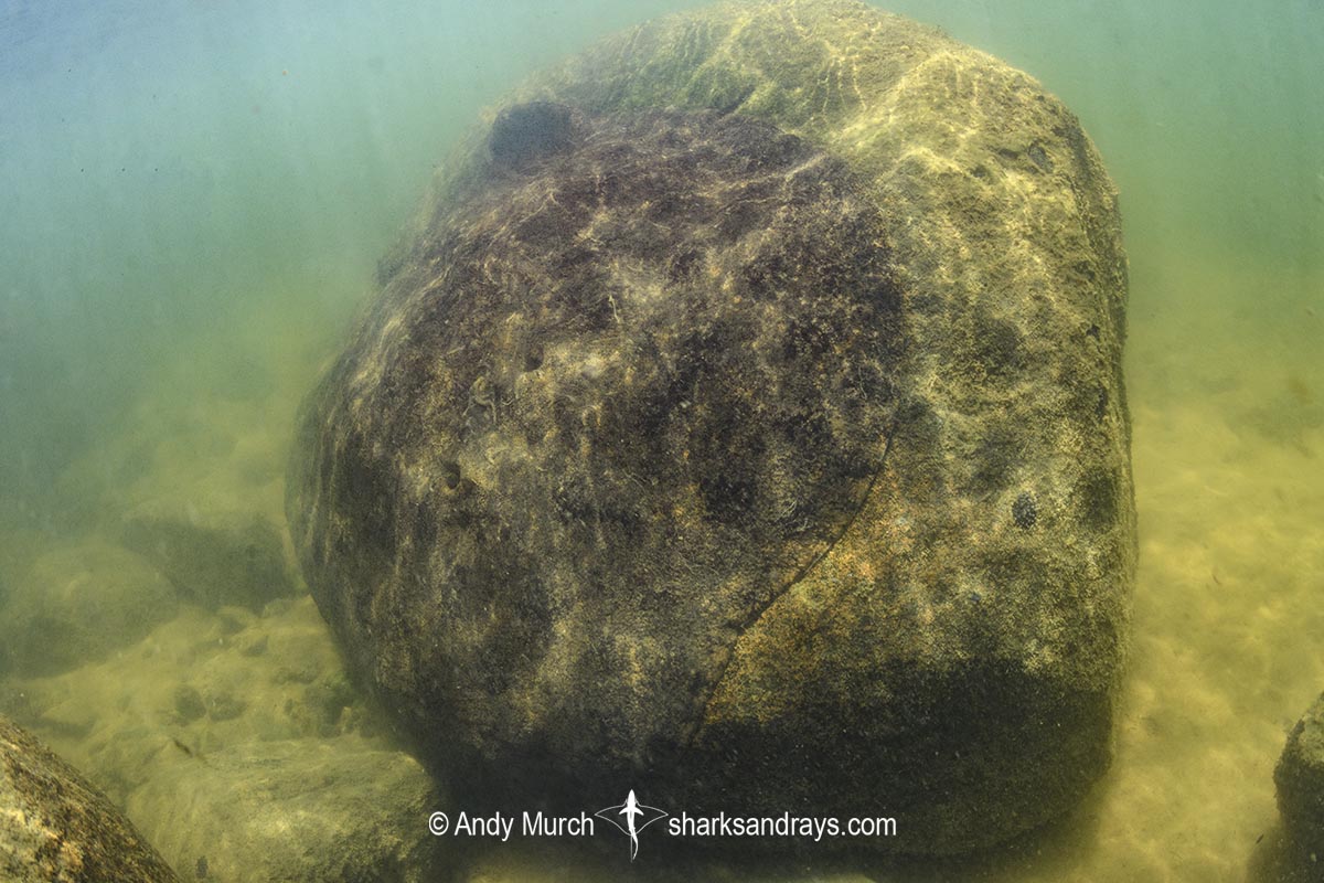 Xingu Discus Ray, Paratrygon raonii, aka Apple Ray. Split from Paratrygon aiereba in 2026. Displaying a unique cryptic behavior among stingrays of suctioning onto a vertical rock. Confined to the Upper Xingu River in Brazil.