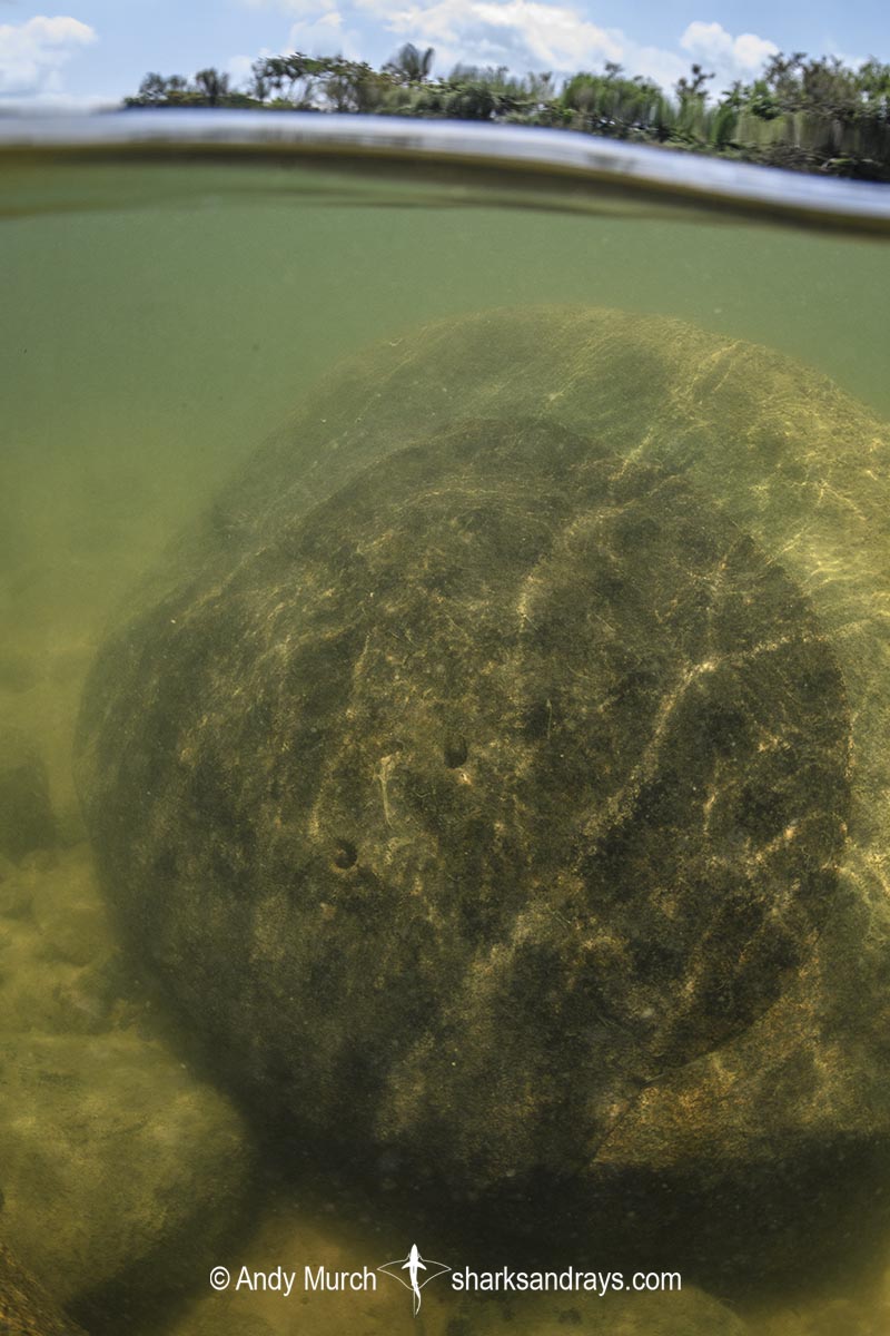 Xingu Discus Ray, Paratrygon raonii, aka Apple Ray. Split from Paratrygon aiereba in 2026. Displaying a unique cryptic behavior among stingrays of suctioning onto a vertical rock. Confined to the Upper Xingu River in Brazil.