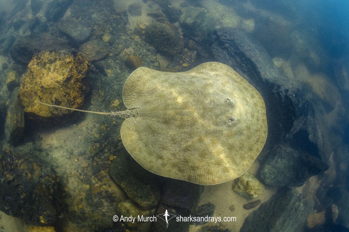 Paratrygon raonii, aka Apple Ray. A juvenile. Split from Paratrygon aiereba in 2026. Confined to the Upper Xingu River in Brazil.
