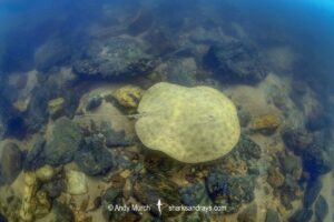 Paratrygon raonii, aka Apple Ray. A juvenile. Split from Paratrygon aiereba in 2026. Confined to the Upper Xingu River in Brazil.