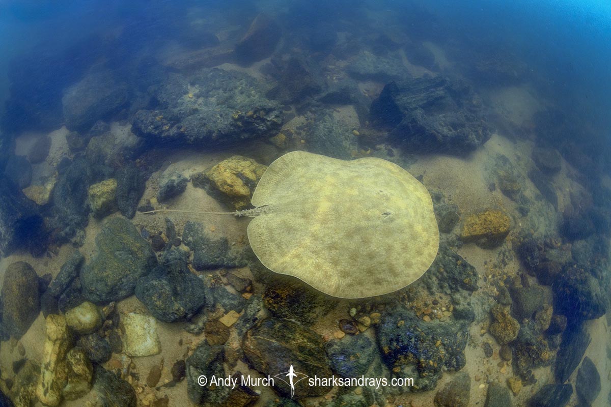 Paratrygon raonii, aka Apple Ray. A juvenile. Split from Paratrygon aiereba in 2026. Confined to the Upper Xingu River in Brazil.