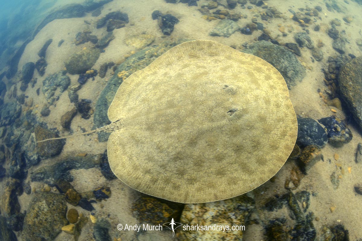 Paratrygon raonii, aka Apple Ray. A juvenile. Split from Paratrygon aiereba in 2026. Confined to the Upper Xingu River in Brazil.