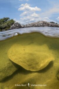 Xingu Discus Ray, Paratrygon raonii, aka Apple Ray. Split from Paratrygon aiereba in 2026. Confined to the Upper Xingu River in Brazil.