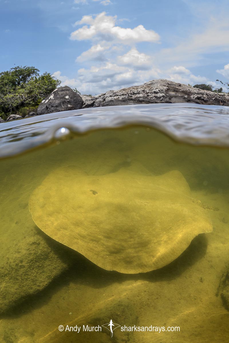 Xingu Discus Ray, Paratrygon raonii, aka Apple Ray. Split from Paratrygon aiereba in 2026. Confined to the Upper Xingu River in Brazil.