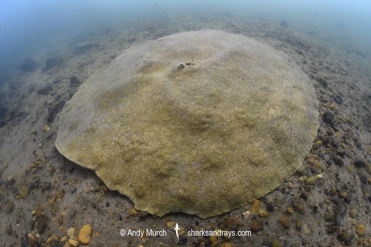 Xingu Discus Ray, Paratrygon raonii, aka Apple Ray. Split from Paratrygon aiereba in 2026. Confined to the Upper Xingu River in Brazil.