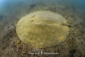 Xingu Discus Ray, Paratrygon raonii, aka Apple Ray. Split from Paratrygon aiereba in 2026. Confined to the Upper Xingu River in Brazil.