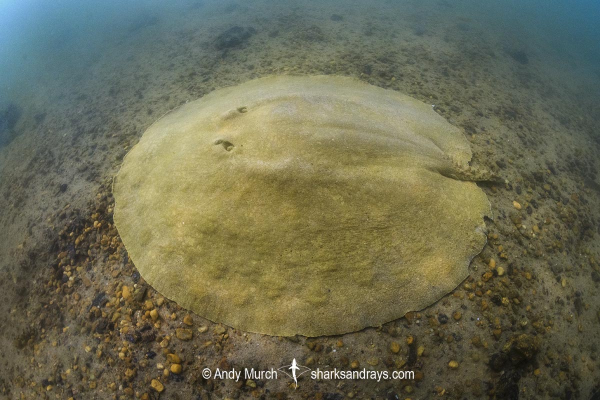 Xingu Discus Ray, Paratrygon raonii, aka Apple Ray. Split from Paratrygon aiereba in 2026. Confined to the Upper Xingu River in Brazil.