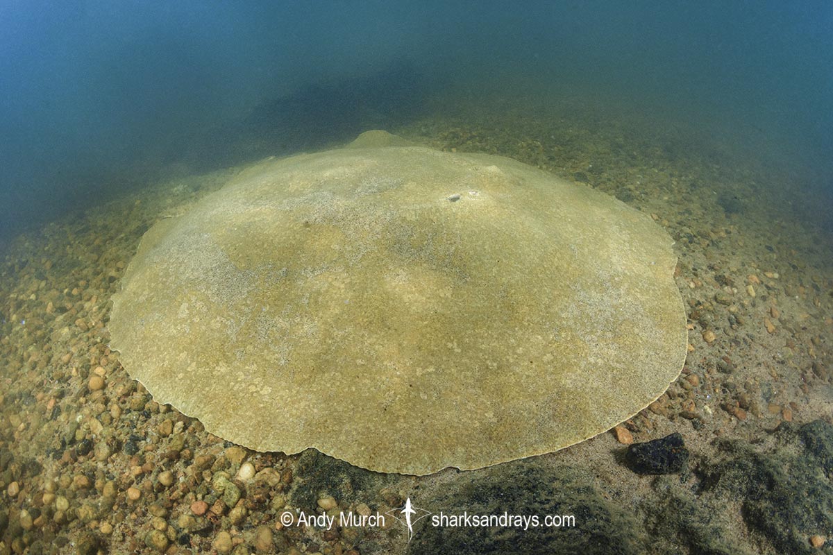 Xingu Discus Ray, Paratrygon raonii, aka Apple Ray. Split from Paratrygon aiereba in 2026. Confined to the Upper Xingu River in Brazil.