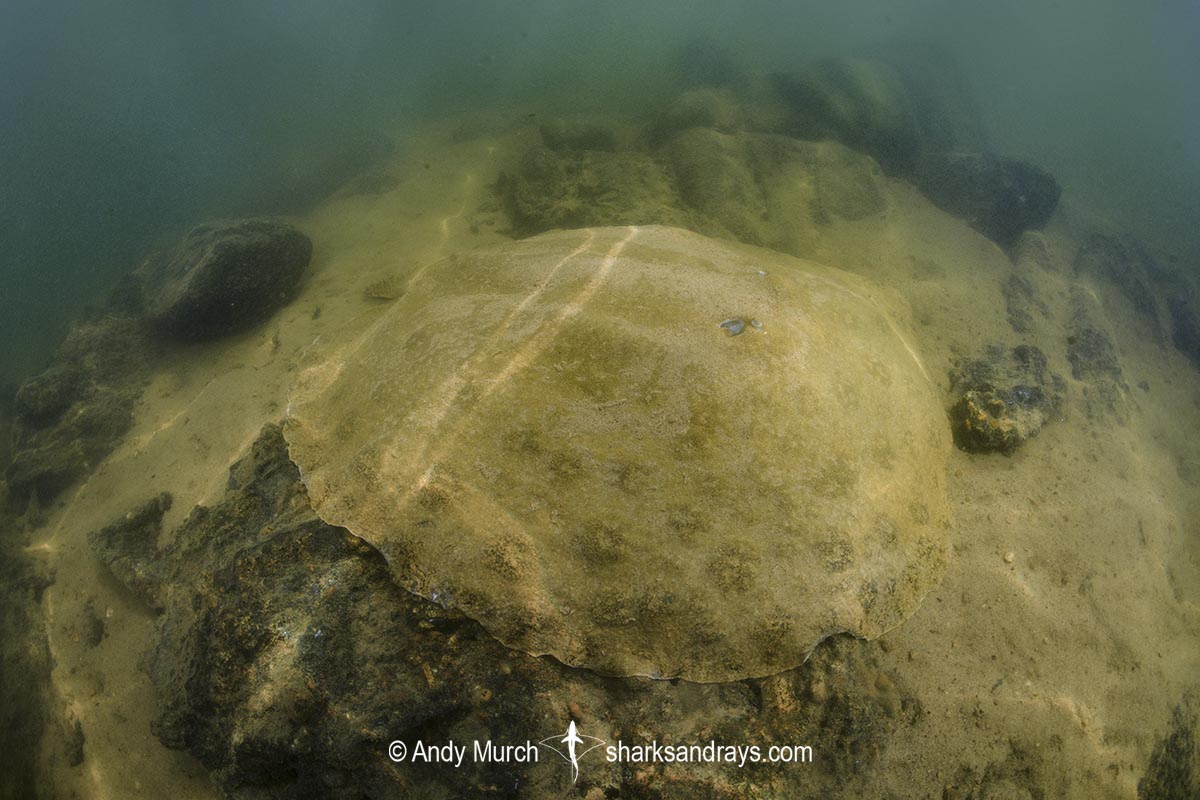 Xingu Discus Ray, Paratrygon raonii, aka Apple Ray. Split from Paratrygon aiereba in 2026. Confined to the Upper Xingu River in Brazil.