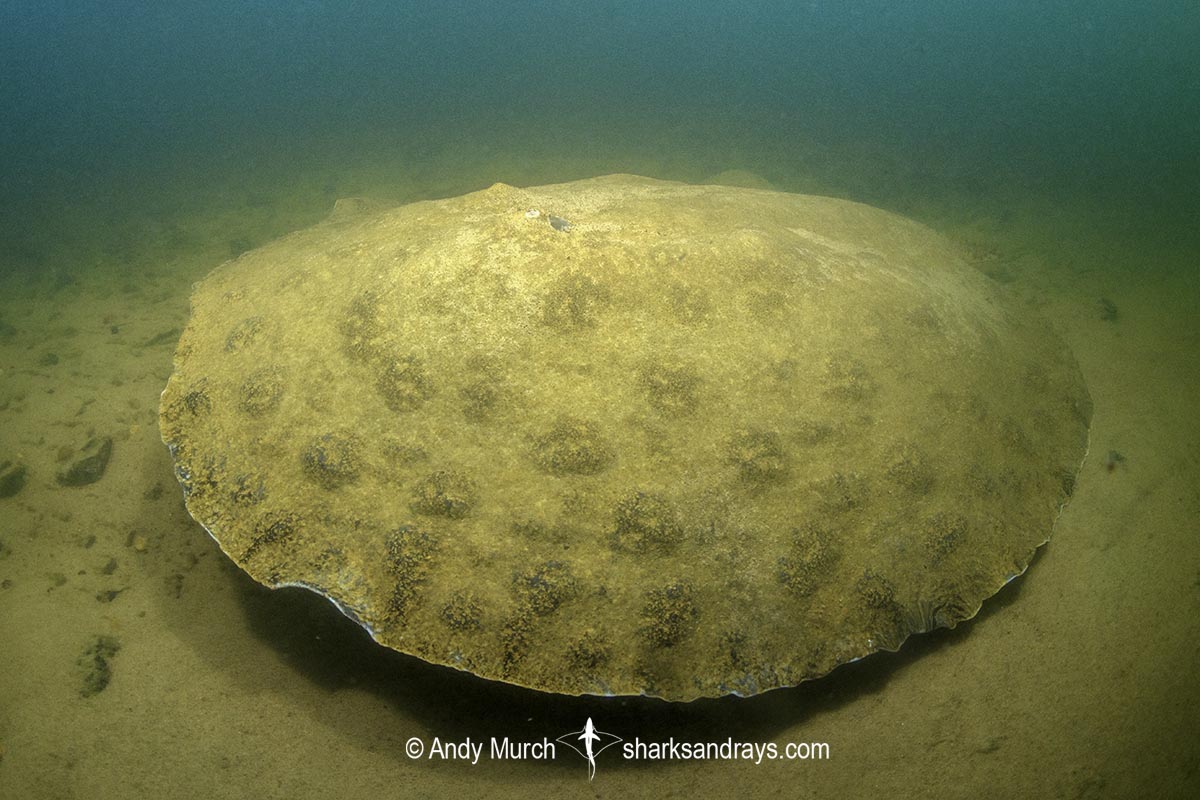Xingu Discus Ray, Paratrygon raonii, aka Apple Ray. Split from Paratrygon aiereba in 2026. Confined to the Upper Xingu River in Brazil.