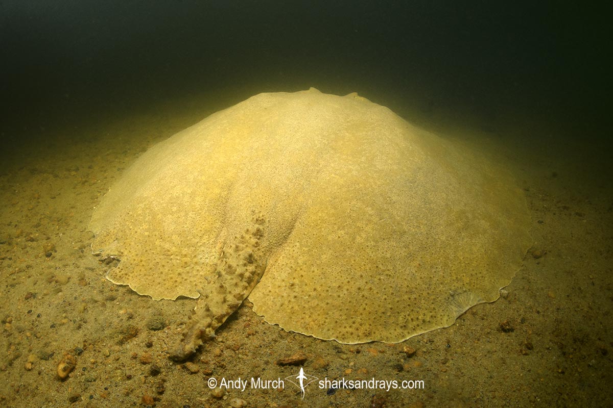Xingu Discus Ray, Paratrygon raonii, aka Apple Ray. Split from Paratrygon aiereba in 2026. Confined to the Upper Xingu River in Brazil.
