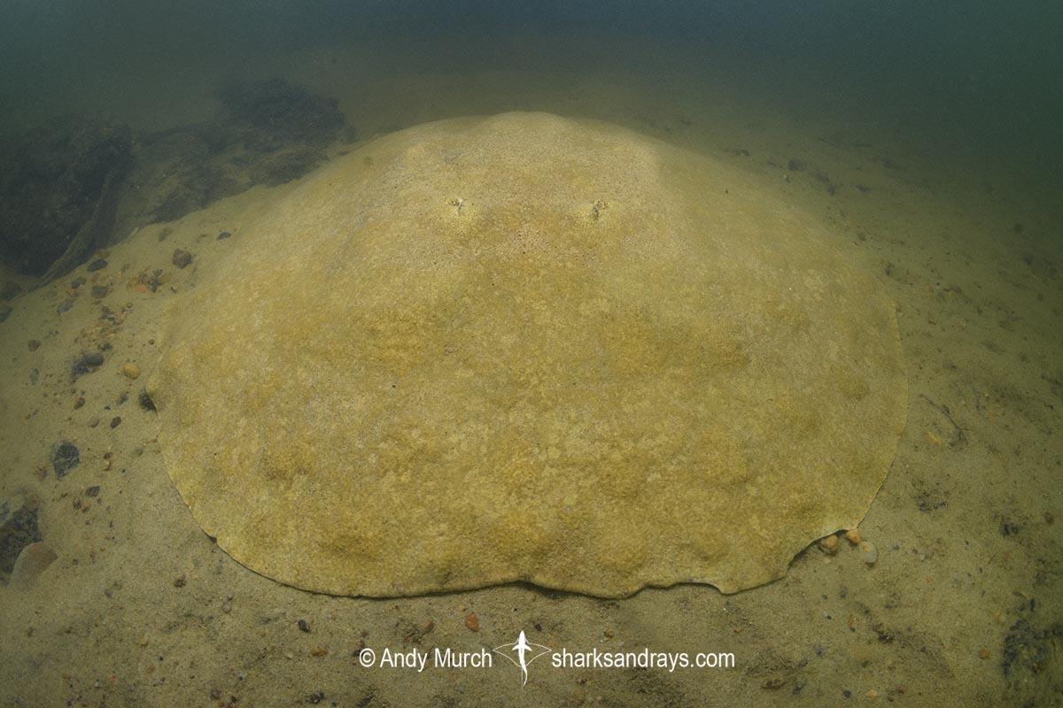 Xingu Discus Ray, Paratrygon raonii, aka Apple Ray. Split from Paratrygon aiereba in 2026. Confined to the Upper Xingu River in Brazil.