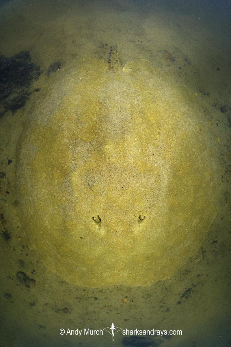 Xingu Discus Ray, Paratrygon raonii, aka Apple Ray. Split from Paratrygon aiereba in 2026. Confined to the Upper Xingu River in Brazil.