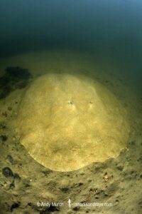 Xingu Discus Ray, Paratrygon raonii, aka Apple Ray. Split from Paratrygon aiereba in 2026. Confined to the Upper Xingu River in Brazil.