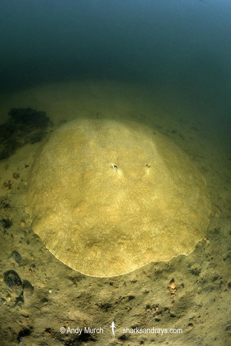 Xingu Discus Ray, Paratrygon raonii, aka Apple Ray. Split from Paratrygon aiereba in 2026. Confined to the Upper Xingu River in Brazil.