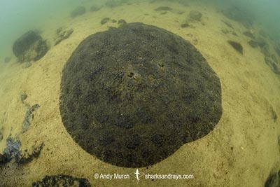 Xingu Discus Ray, Paratrygon raonii, aka Apple Ray. Split from Paratrygon aiereba in 2026. Confined to the Upper Xingu River in Brazil.