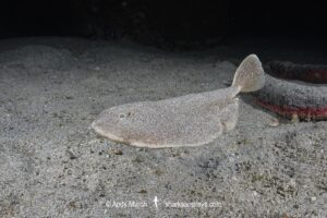 Finless Sleeper Ray, Temera hardwickii. Aka Shortnose Electric Ray. The smallest ray in the world. Tioman Island, Malaysia, South China Sea.