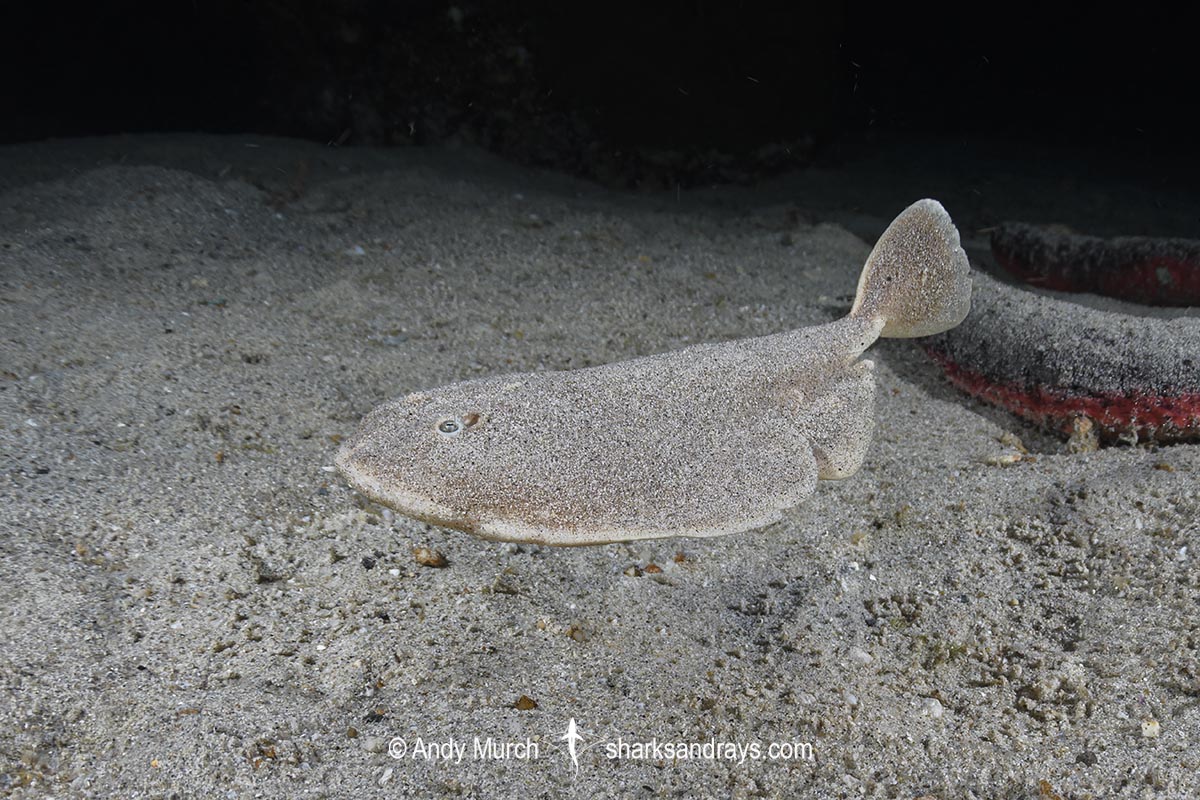 Finless Sleeper Ray, Temera hardwickii. Aka Shortnose Electric Ray. The smallest ray in the world. Tioman Island, Malaysia, South China Sea.