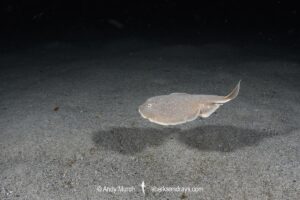 Finless Sleeper Ray, Temera hardwickii. Aka Shortnose Electric Ray. The smallest ray in the world. Tioman Island, Malaysia, South China Sea.