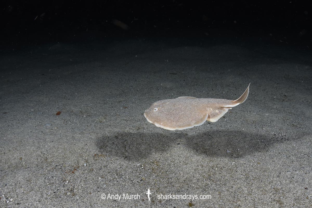 Finless Sleeper Ray, Temera hardwickii. Aka Shortnose Electric Ray. The smallest ray in the world. Tioman Island, Malaysia, South China Sea.