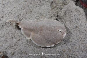 Finless Sleeper Ray, Temera hardwickii. Aka Shortnose Electric Ray. The smallest ray in the world. Tioman Island, Malaysia, South China Sea.